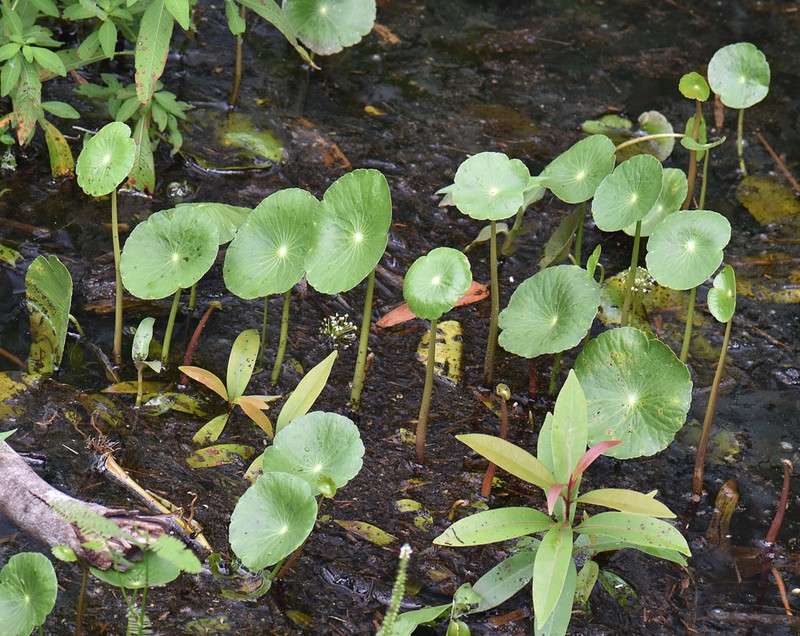 Hydrocotyle incrassata