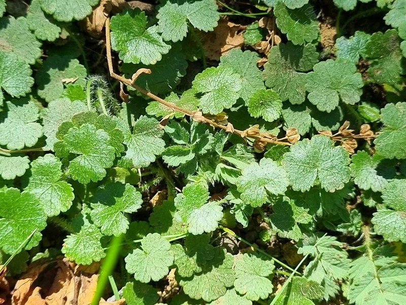 Hydrocotyle indecora