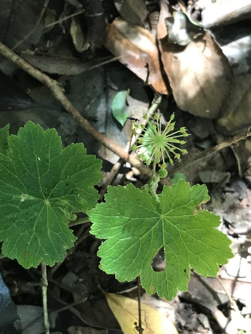 Hydrocotyle indecora photo 2