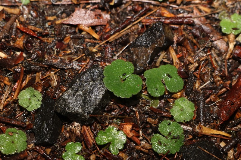 Hydrocotyle inops