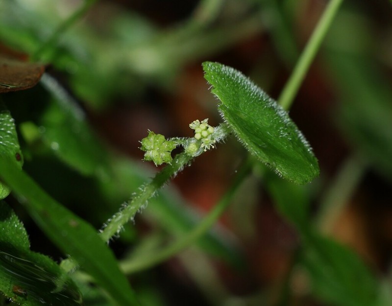 Hydrocotyle inops photo 2