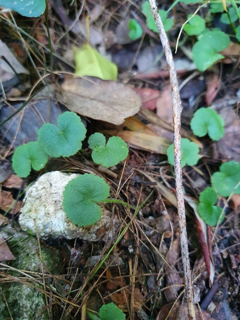 Hydrocotyle inops photo 3