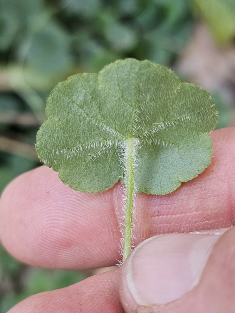 Hydrocotyle inops photo 4