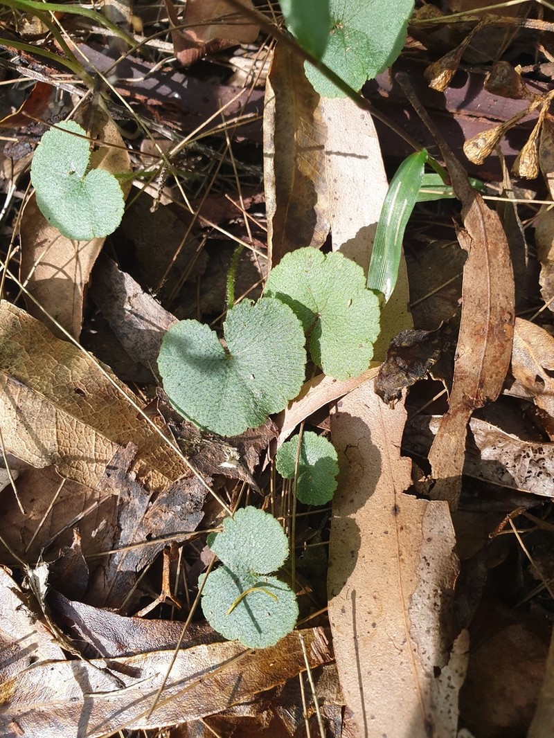 Hydrocotyle inops photo 5