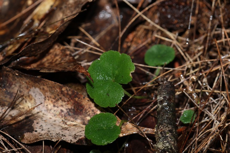 Hydrocotyle inops photo 6