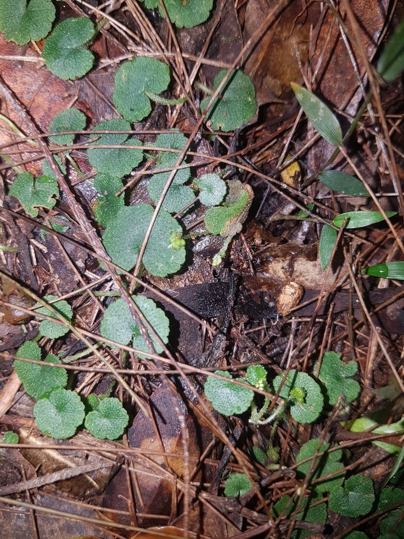 Hydrocotyle inops photo 7