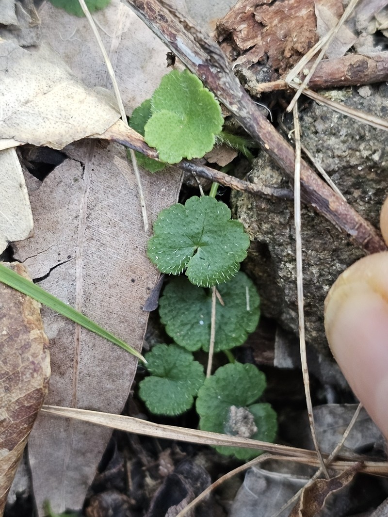 Hydrocotyle inops photo 8