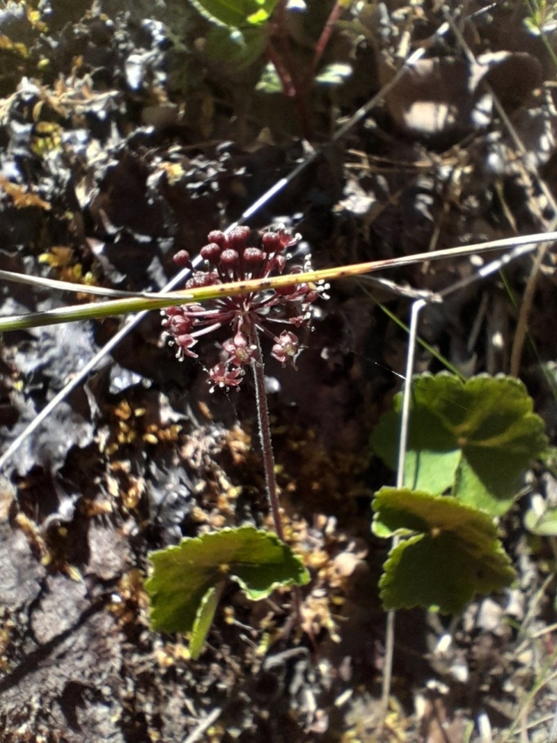 Hydrocotyle itatiaiensis