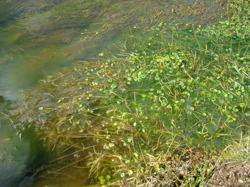 Hydrocotyle itatiaiensis photo 2