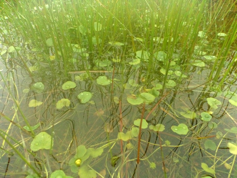 Hydrocotyle itatiaiensis photo 3