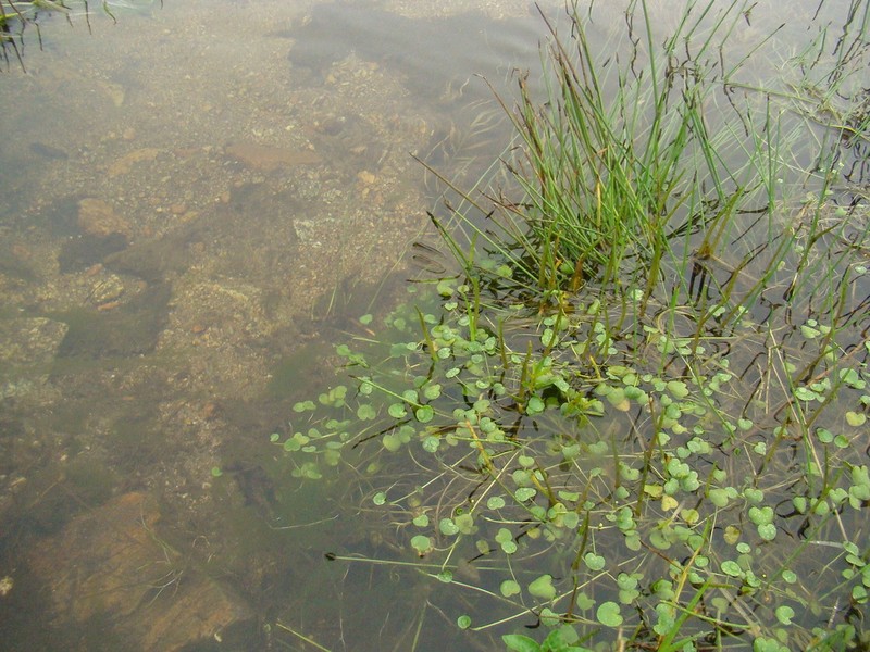 Hydrocotyle itatiaiensis photo 4