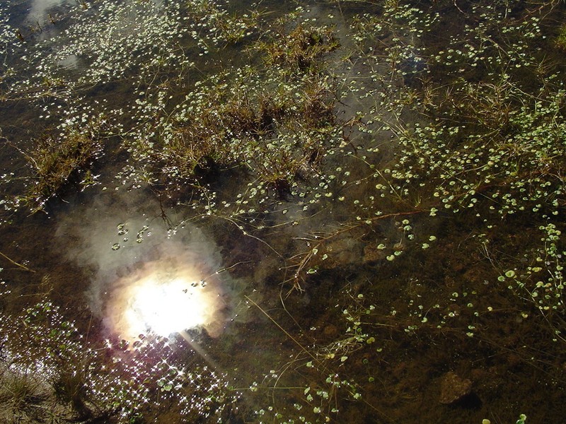 Hydrocotyle itatiaiensis photo 5