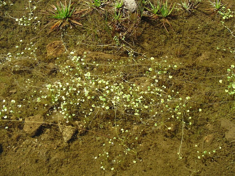 Hydrocotyle itatiaiensis photo 6