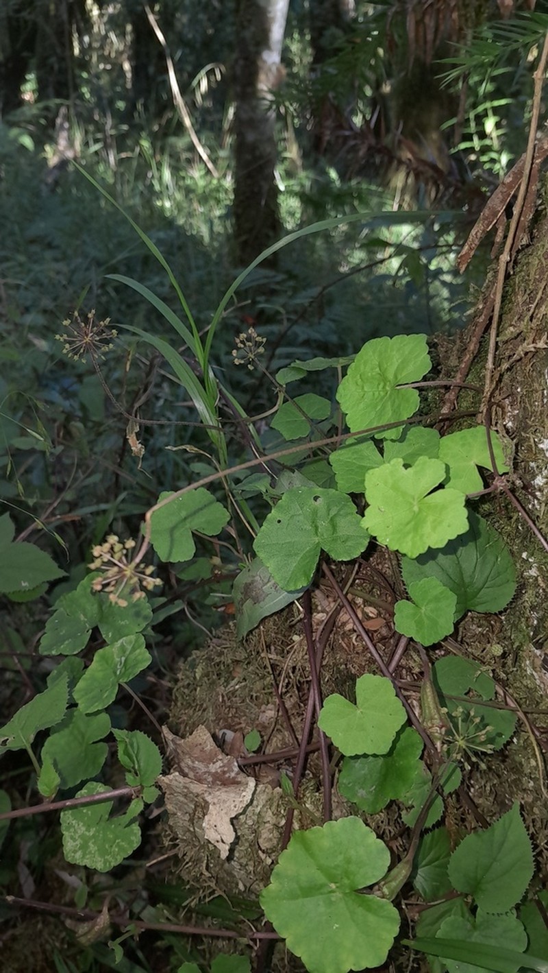 Hydrocotyle itatiaiensis photo 7