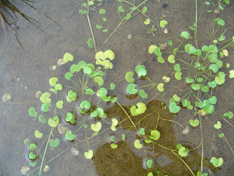 Hydrocotyle itatiaiensis photo 8