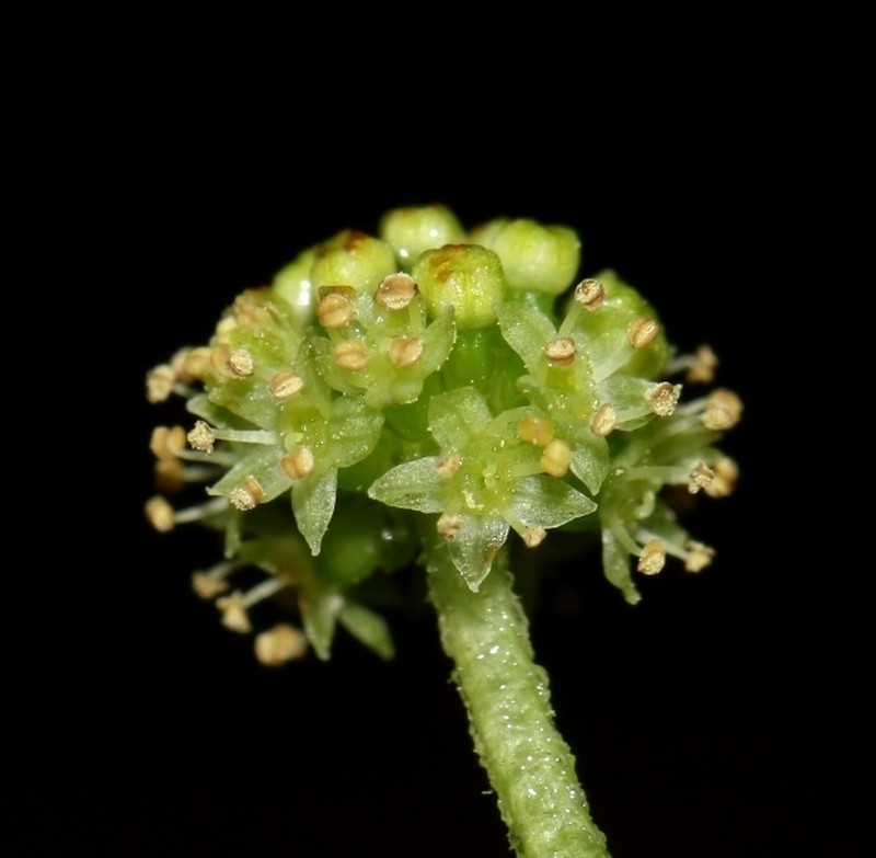 Hydrocotyle javanica