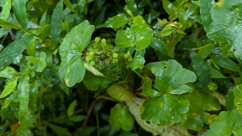 Hydrocotyle javanica photo 2