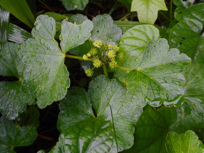 Hydrocotyle javanica photo 3