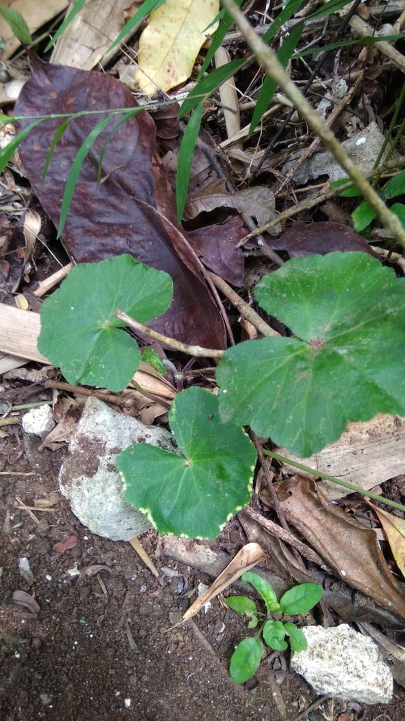 Hydrocotyle javanica photo 4