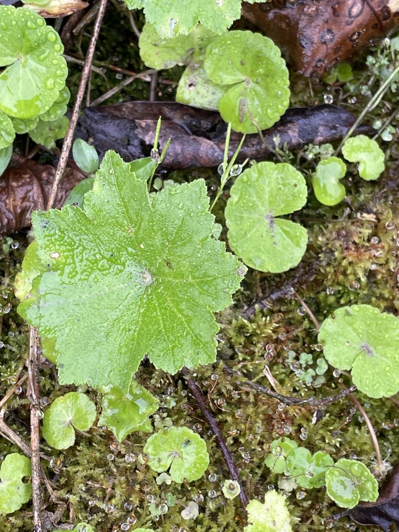 Hydrocotyle javanica photo 5