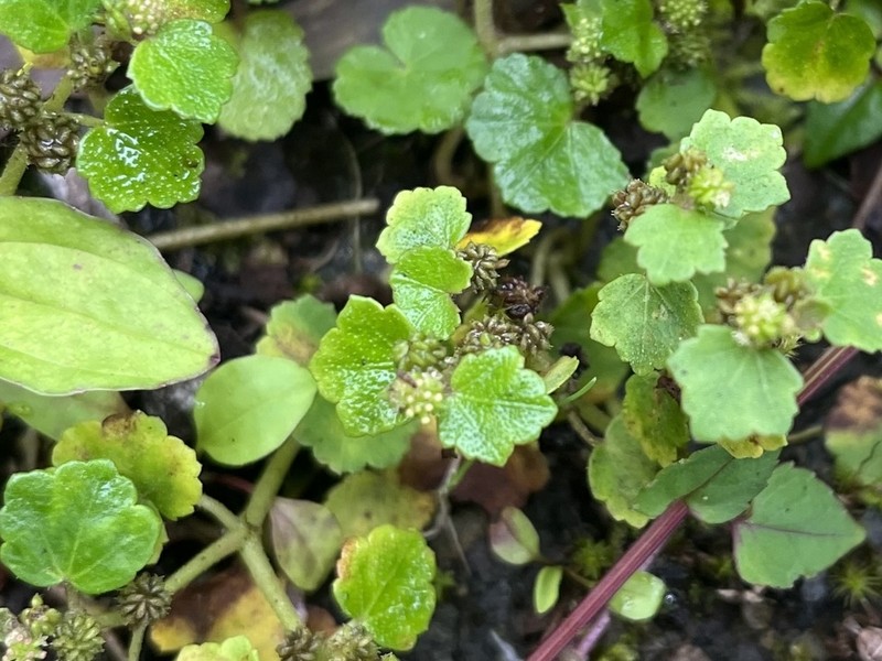 Hydrocotyle javanica photo 6
