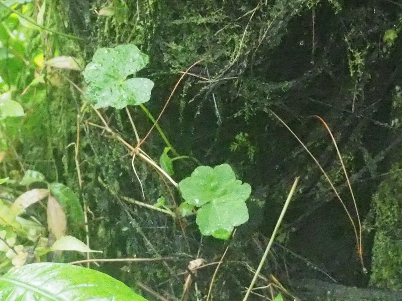 Hydrocotyle javanica photo 7