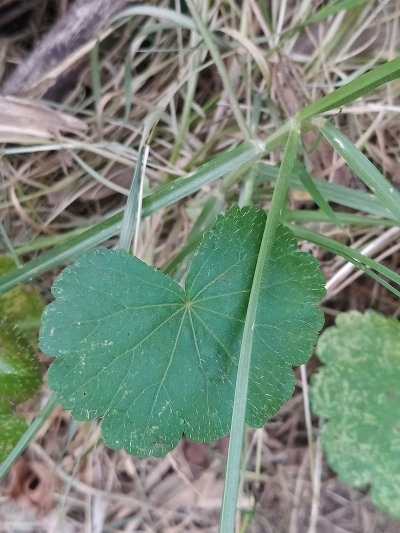 Hydrocotyle javanica photo 8