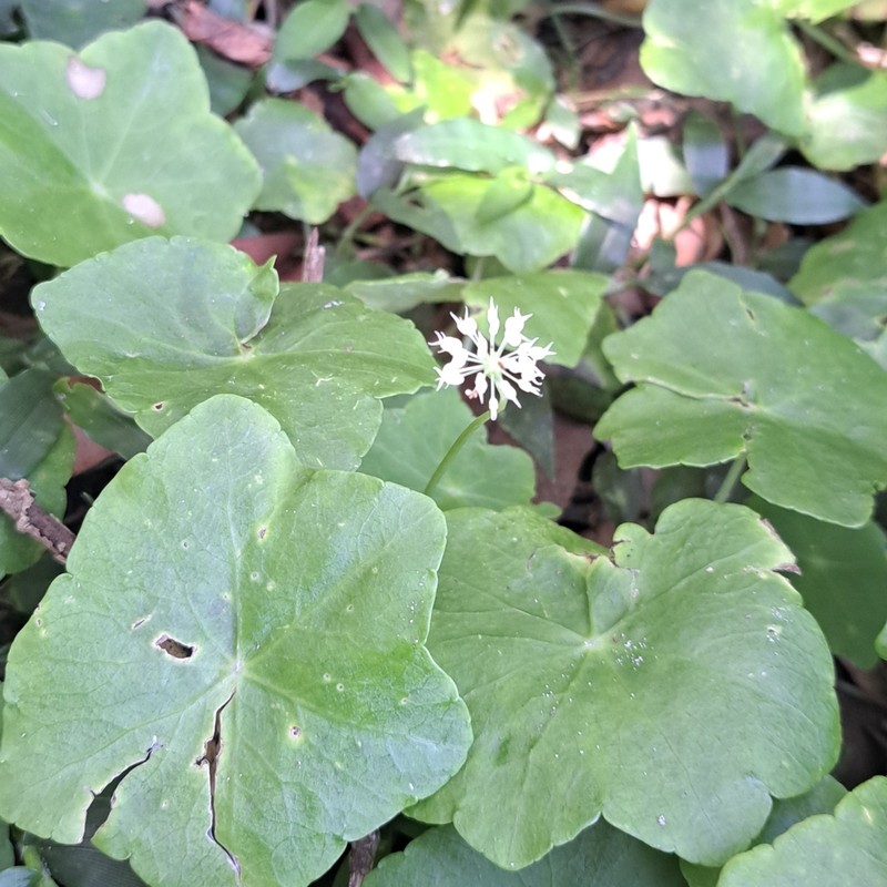 Hydrocotyle langsdorffii