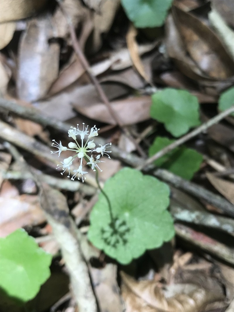 Hydrocotyle langsdorffii photo 2