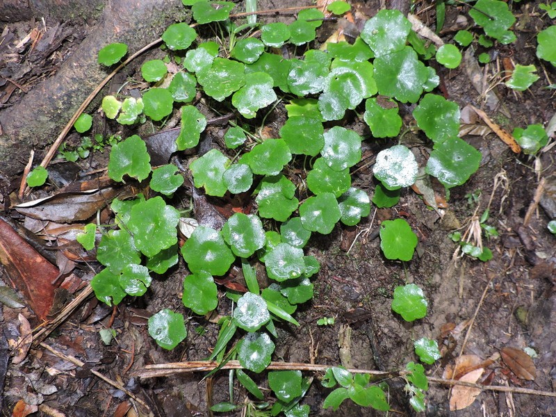 Hydrocotyle langsdorffii photo 3
