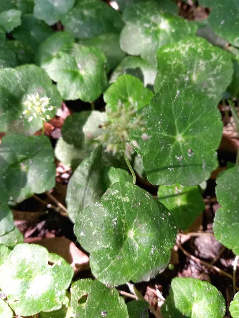Hydrocotyle langsdorffii photo 4