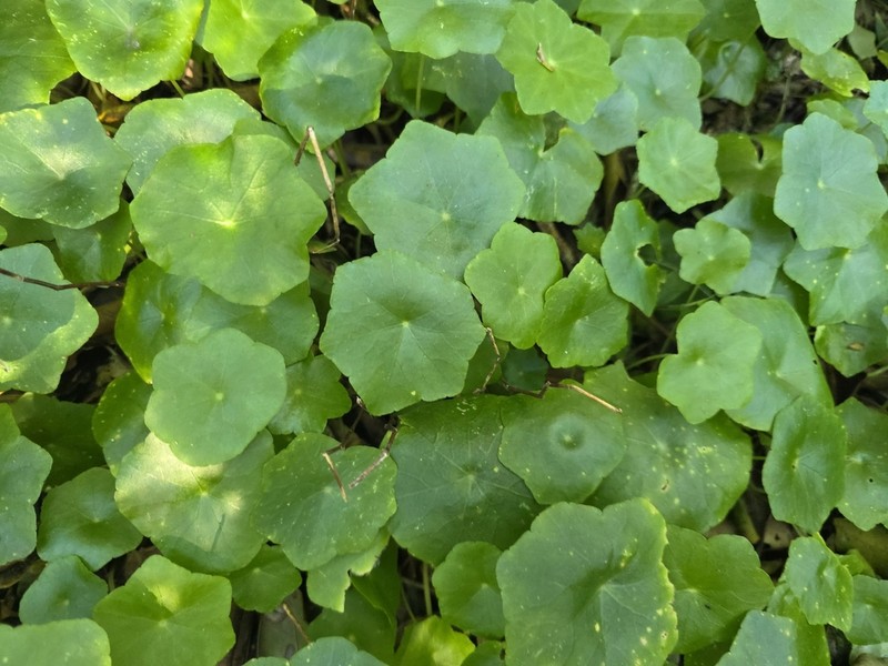 Hydrocotyle langsdorffii photo 5