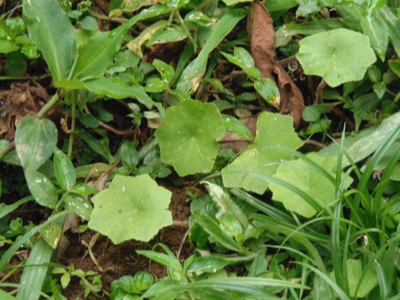 Hydrocotyle langsdorffii photo 6
