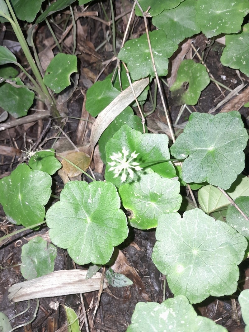 Hydrocotyle langsdorffii photo 7