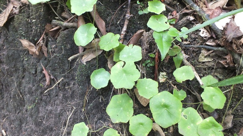 Hydrocotyle langsdorffii photo 8