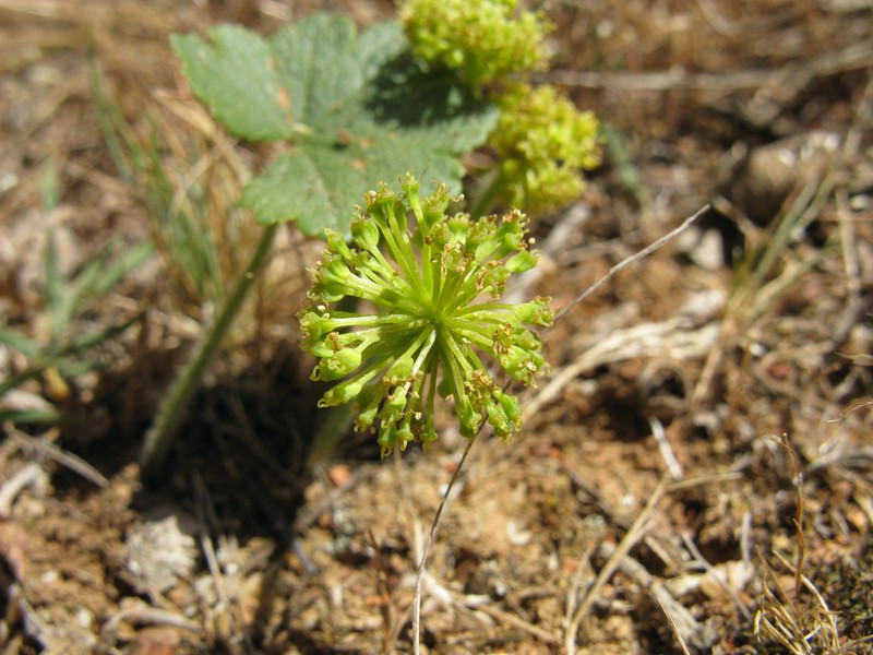 Hydrocotyle laxiflora