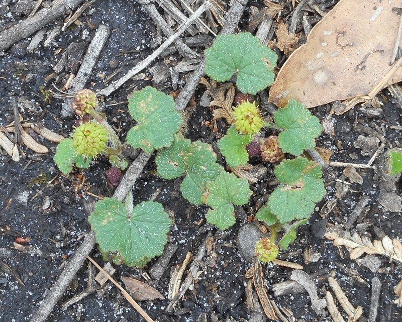 Hydrocotyle laxiflora photo 2