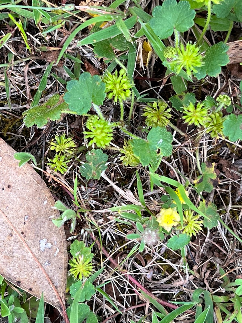 Hydrocotyle laxiflora photo 3