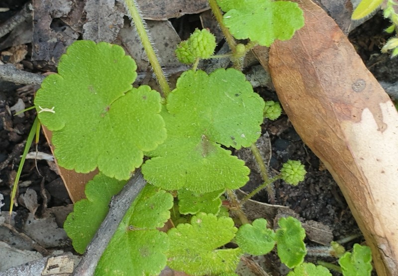 Hydrocotyle laxiflora photo 4