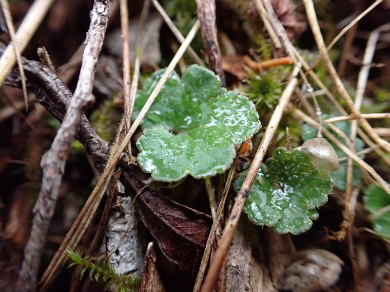 Hydrocotyle laxiflora photo 5