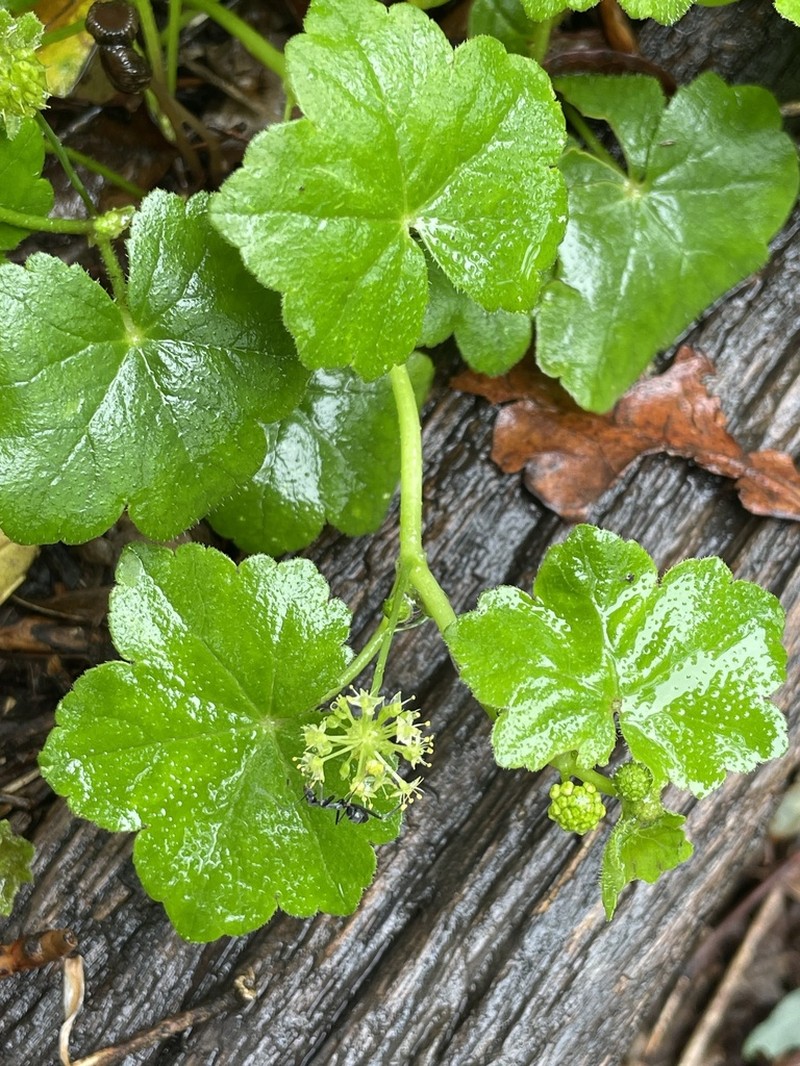 Hydrocotyle laxiflora photo 6