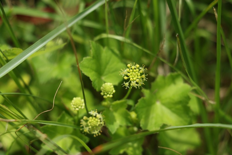 Hydrocotyle laxiflora photo 7