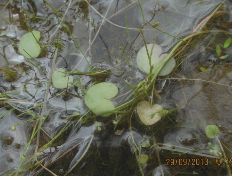 Hydrocotyle lemnoides photo 2