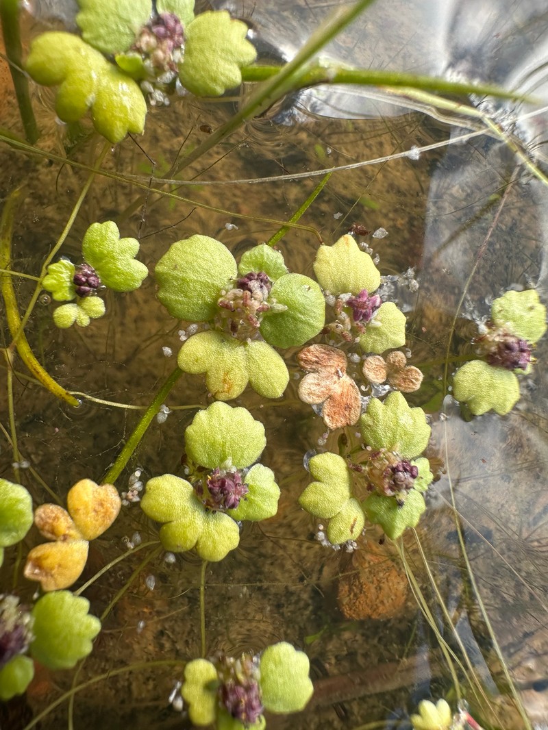 Hydrocotyle lemnoides photo 3