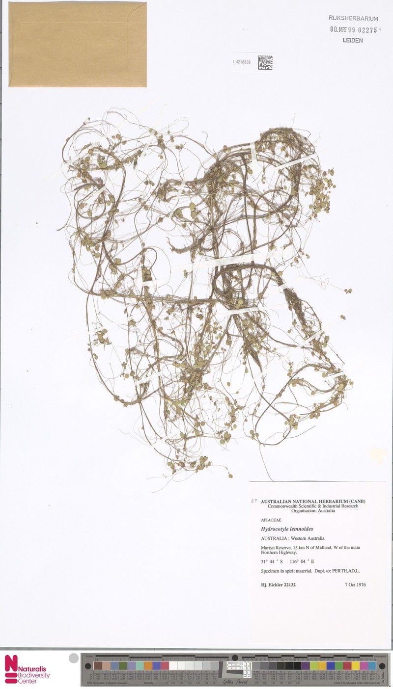 Hydrocotyle lemnoides photo 5