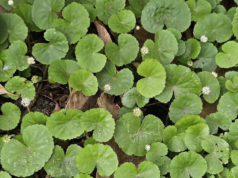 Hydrocotyle leucocephala