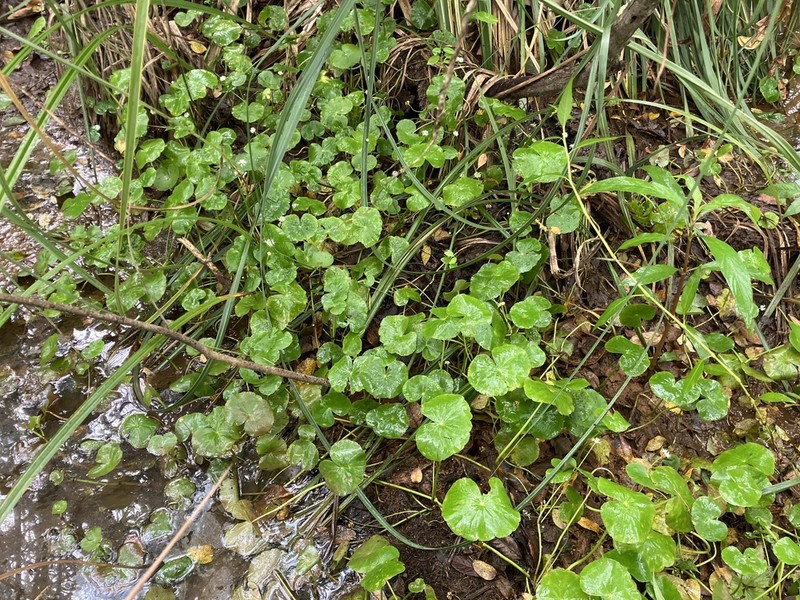 Hydrocotyle leucocephala photo 2