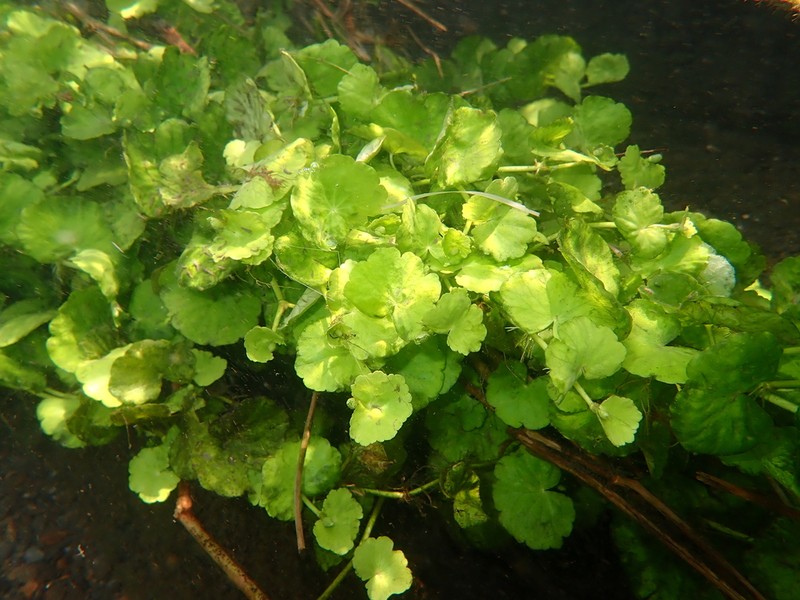 Hydrocotyle leucocephala photo 3