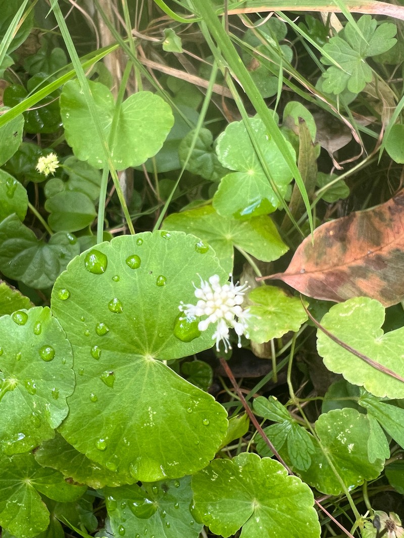 Hydrocotyle leucocephala photo 4