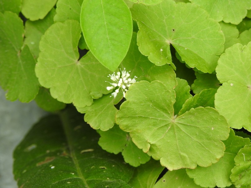 Hydrocotyle leucocephala photo 5